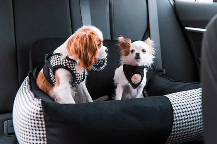 Chloe's Home Автокрісло для собак подвійне Porto black: додаткове фото 2