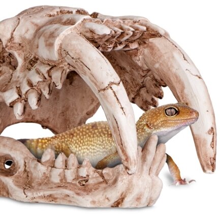 Декорація череп тигра Terrario Sabertooth Skull 13x8,5x11см (15911) — Фото 2