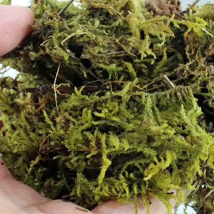 Сфагновий мох Repti-Zoo Sphagnum moss 100г. 4.5л. (SB031): додаткове фото 6