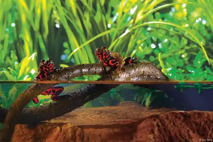 Рослина Exo Terra Jungle Vine для тераріуму Лоза S: додаткове фото 4