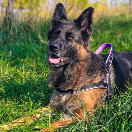 Ferplast SPORT DOG P L FUCSIA Шлея, нейлон: додаткове фото 3