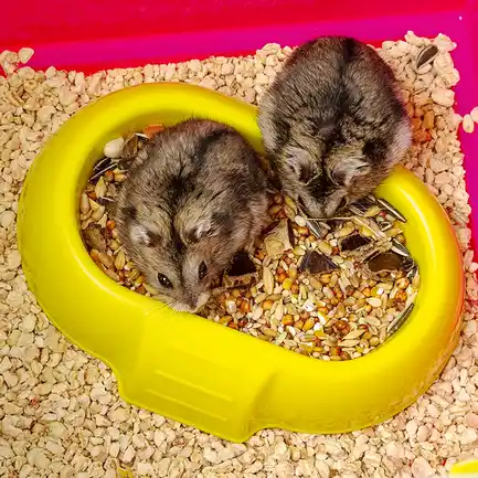 Ferplast CAGE LAURA Клітка для хом'яків біла: додаткове фото 9