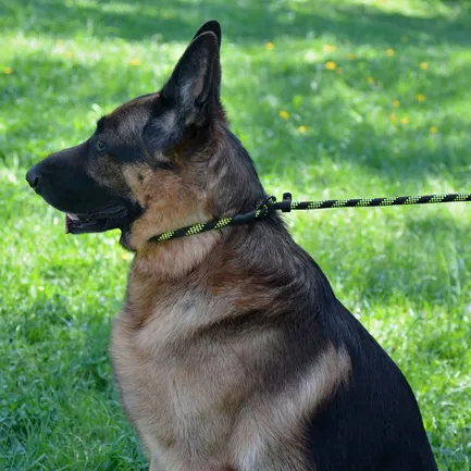 Повідець-Зашморг для Собак Bronzedog Active з Альпіністського Шнура Світловідбиваючий Чорно-Салатовий L/XL: додаткове фото 9