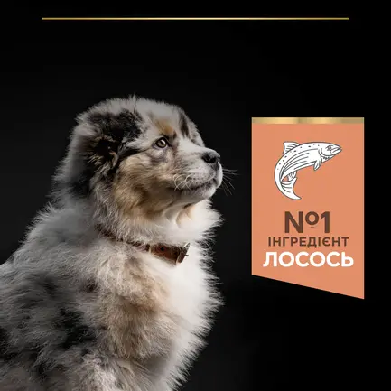 Сухий корм PRO PLAN Medium Puppy <1 Sensitive Skin для цуценят середніх порід з чутливою шкірою з лососем 12 кг: додаткове фото 7