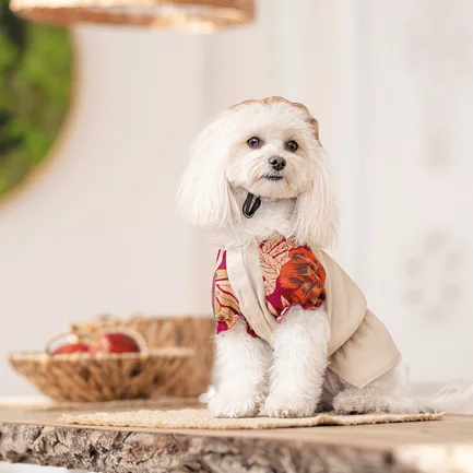 Сорочка Pet Fashion Соломія для собак дівчинка бежева S: додаткове фото 4