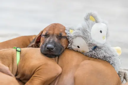 Іграшка Trixie для цуценят плюш 33 см: додаткове фото 5