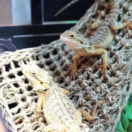 Гамак для рептилій Repti-Zoo Hammock M 30x20x20см (DC09P): додаткове фото 6