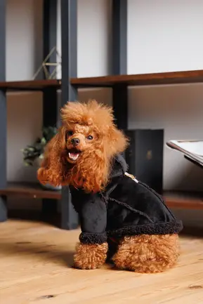 Дублянка Pet Fashion Black S для собак: додаткове фото 6