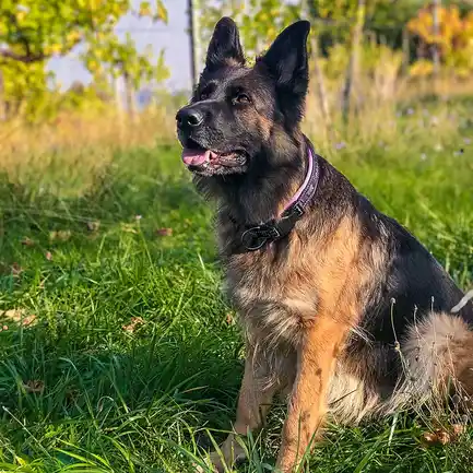 Ferplast SPORT DOG C25/55 PINK Нашийник, нейлон: додаткове фото 3