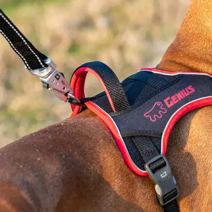 Ferplast GENIUS MEDIUM BLACK HARNESS нейлонова шлея для тварин чорна: додаткове фото 4
