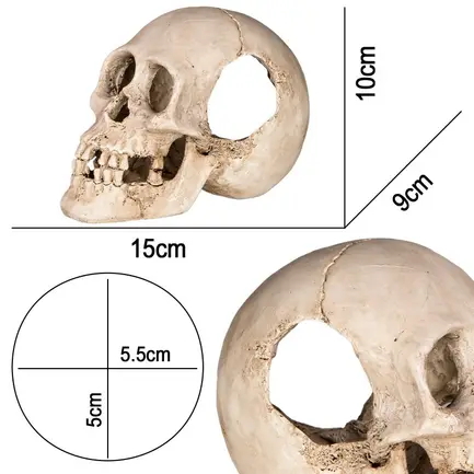 Декорація череп людини Terrario Human Skull XL 15x10x9см (161012): додаткове фото 2