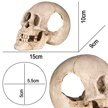 Декорація череп людини Terrario Human Skull XL 15x10x9см (161012) — Фото 1