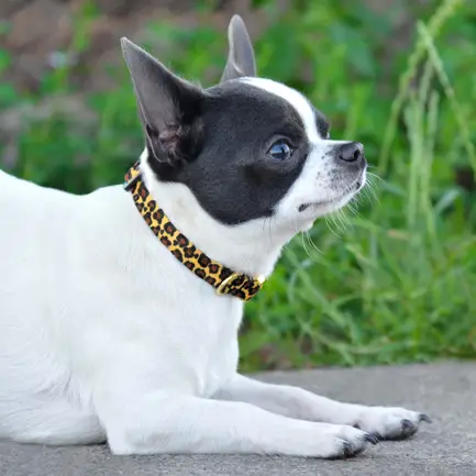 Нашийник для Собак Дрібних Порід BronzeDog Urban Леопард Нейлоновий з Металевою Пряжкою Класичний XS: додаткове фото 6