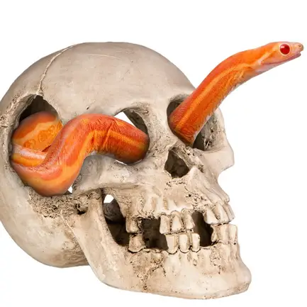 Декорація череп людини Terrario Human Skull XL 15x10x9см (161012): додаткове фото 3
