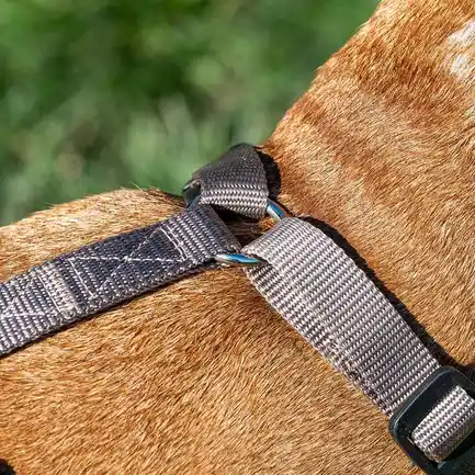 Ferplast BRAVE MEDIUM MARRONE PETTORINA шлея для собак коричнева: додаткове фото 5