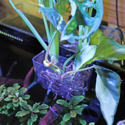 Контейнер для вирощування рослин в акваріумі Hobby Plant basket 8×9×8см (61330): додаткове фото 5
