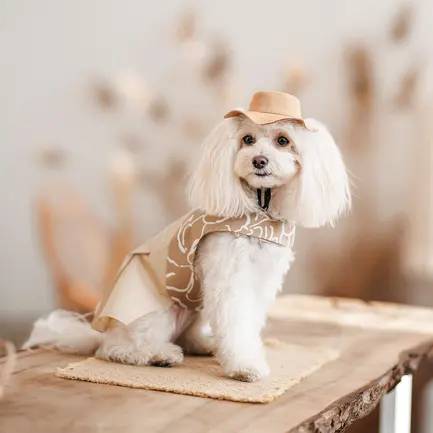 Панама Pet Fashion Ava для собак L: додаткове фото 5