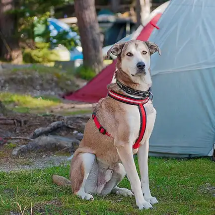 Ferplast DAYTONA CROSS M-L HARNESS BLUE Шлея для собак: додаткове фото 6