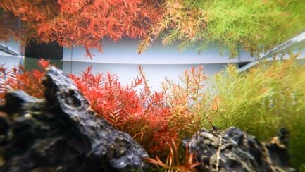 Калій в таблетках Aquario Neo Tabs Plant K — Фото 4