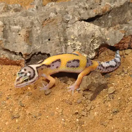 HABISTAT LEOPARD GECKO BEDDING 5 KG (R4100125) субстрат для геконів: додаткове фото 4
