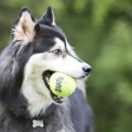 Іграшка KONG SqueakAir Ball м’яч-пискавка для собак середніх порід, M - 3шт: додаткове фото 4