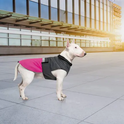 Попона Pet Fashion «Roy» для собак, розмір 2XL, малиново-сірий: додаткове фото 7