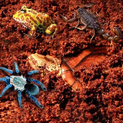 Субстрат тропічний Komodo Tropical Terrain 6л (U46015) — Фото 4