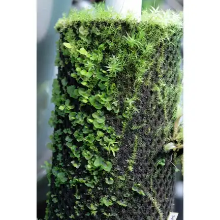 Бавовна з тропічних лісів Wacool Rainforest Plant Cotton M 29х29см (YZM003): додаткове фото 7