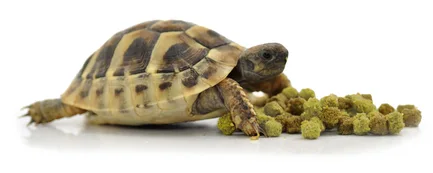HABISTAT TORTOISE FOOD FRUIT & FLOWER 400 GRAM (R8100030)корм для сухопутних черепах (різні смаки): додаткове фото 2