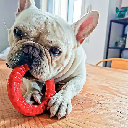 Ferplast SMILE S RED DOG RING: додаткове фото 2