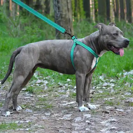 Шлея для Собак BronzeDog Active Нейлонова зі Світловідбиттям Ментолова L: додаткове фото 5