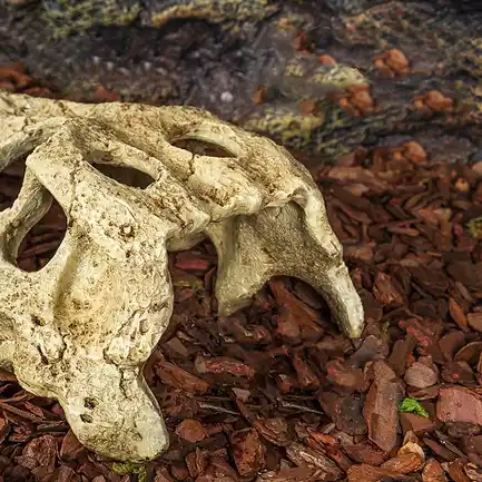 Крокодилячий череп Repti-Zoo Crocodile Skull M 18x10x5.5см (ERS34M): додаткове фото 6