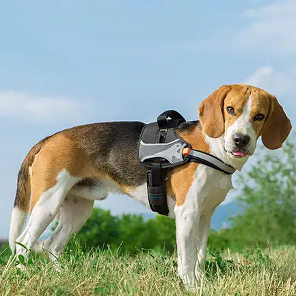 Ferplast HERCULES P XS HARNESS BLACK Шлея, чорна: додаткове фото 4