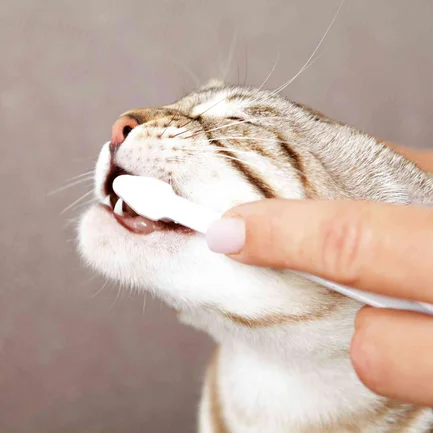 Зубна паста Trixie для котів з щіткою, 50 г: додаткове фото 4