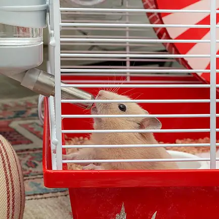 Ferplast CAGE CONEY ISLAND WHITE (x1) Клітка для хом'яків: додаткове фото 6