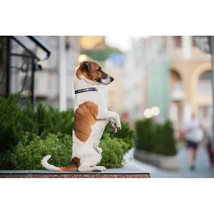 Нашийник для собак шкіряний WAUDOG Design з QR паспортом, малюнок "Літо", Ш 12 мм, Дов 20-28 см, чорний: додаткове фото 7