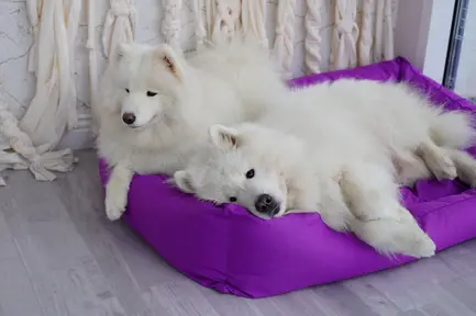 Лежак Маркіз №5 Фіолетовий Lucky Pet, 70x100x24: додаткове фото 2