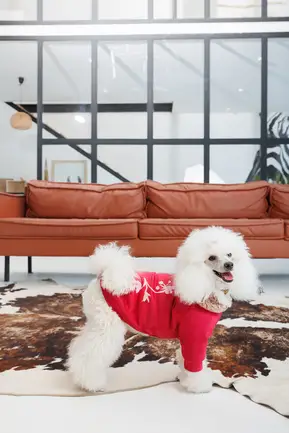 Кардиган Pet Fashion Garcia для собак розмір M: додаткове фото 4