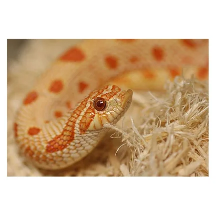 Субстрат з тополі 2.4л Repti-Zoo Aspen Snake Bedding (SB001): додаткове фото 3