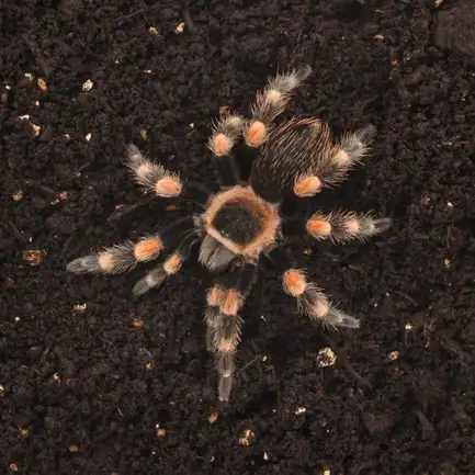 HABISTAT SPIDER BEDDING 5 LITRES (R4100135) субстрат для павуків: додаткове фото 2