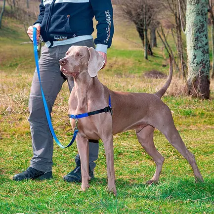 Ferplast COACH P M-L HARNESS BLUE Шлея для дресирування з фронт сист кріплення: додаткове фото 3