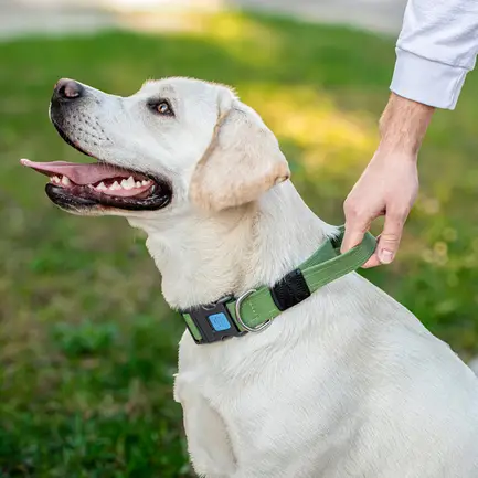 Нашийник для собак з ручкою бавовняна тасьма CoLLaR Брезент, пластиковий фастекс, L, Ш 35 мм, Дов 53-69 см: додаткове фото 2