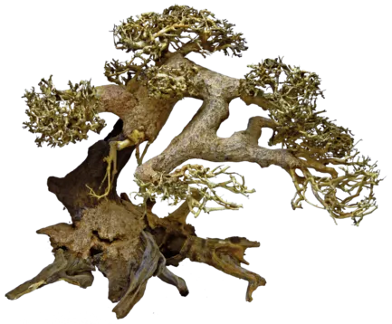 Дерево бонсай BONSAI DRIFTWOOD L (A4080110)