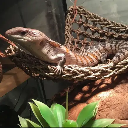 Гамак для рептилій Repti-Zoo Hammock M 30x20x20см (DC09P): додаткове фото 5