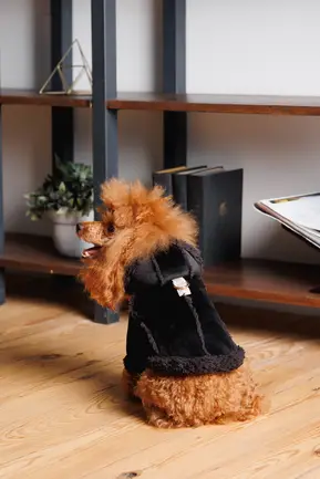 Дублянка Pet Fashion Black S для собак: додаткове фото 5