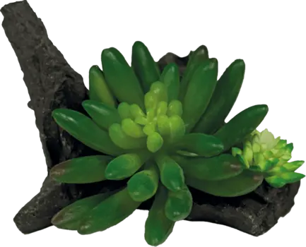 REPTO PLANT SUCCULENT ON DECO (R5100555) Штучна рослина для тераріума