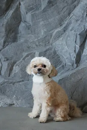 Шапка Pet Fashion Teddy для собак розмір XS: додаткове фото 4
