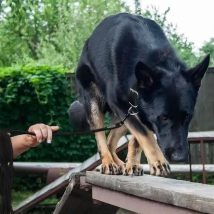 Повідець для Собак Bronzedog Active зі Шнура Тренувальний Чорний L: додаткове фото 10