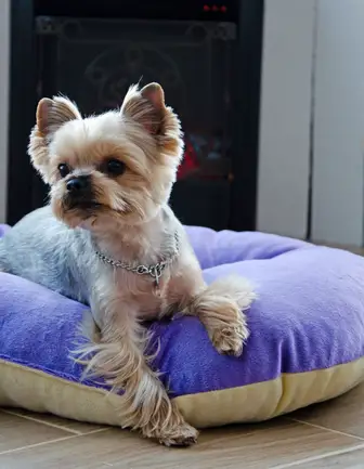 Лежак-подушка зефір №1 Фіолетово-кремовий Luсky Pet, 40х50: додаткове фото 3