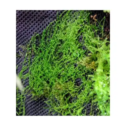 Бавовна з тропічних лісів Wacool Rainforest Plant Cotton M 29х29см (YZM003): додаткове фото 9